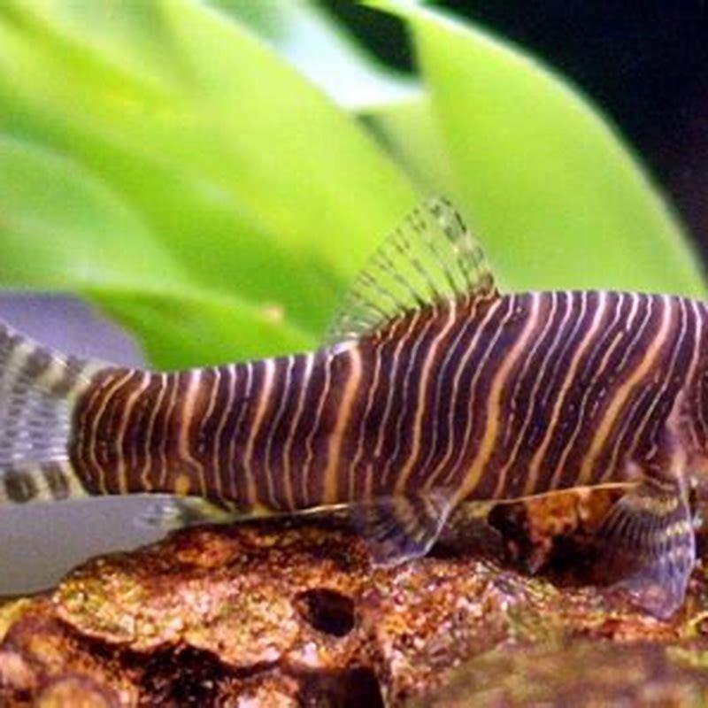 Do loaches get along with other fish? - DIY Seattle