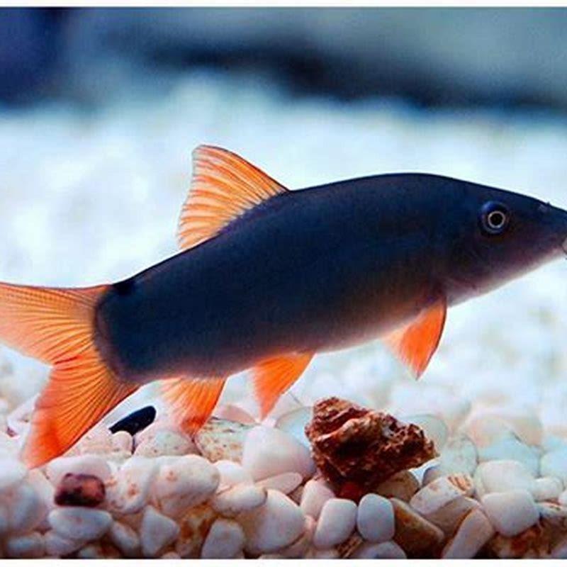 Do loaches like to be in pairs?