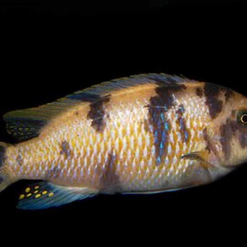 Do mbuna like strong current?