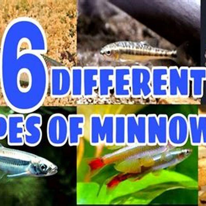 Do minnows grow to be big fish?