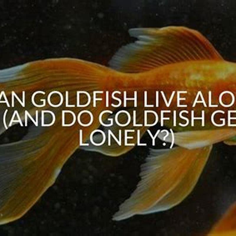 Do mollies get lonely?
