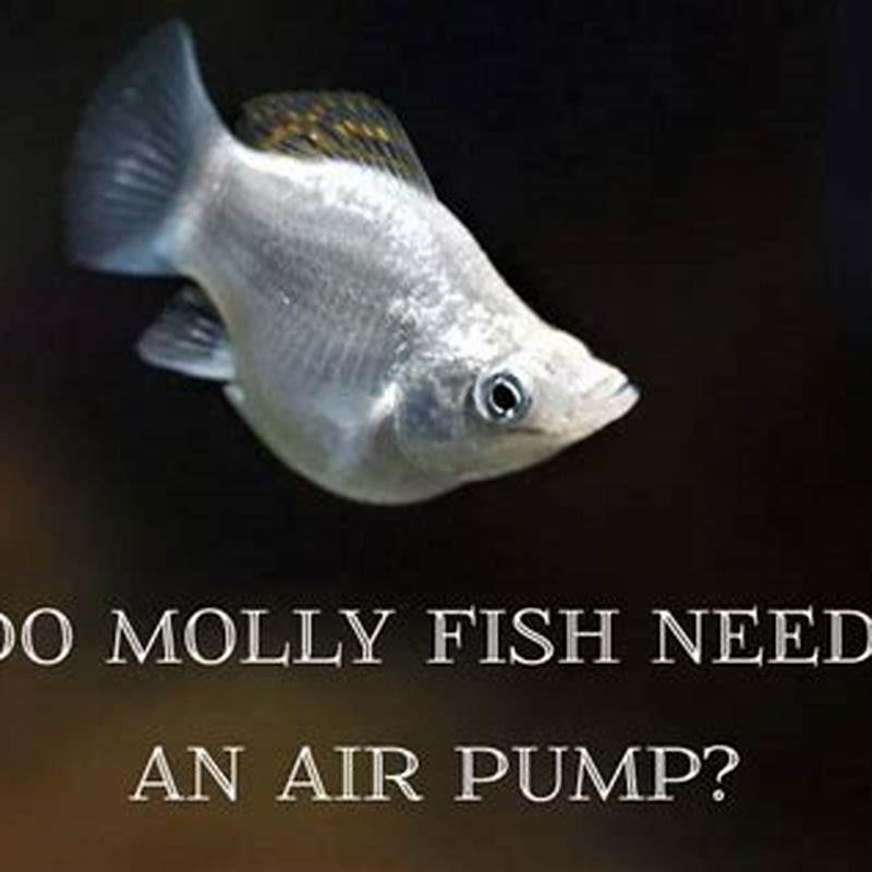 Do Molly need air pump?