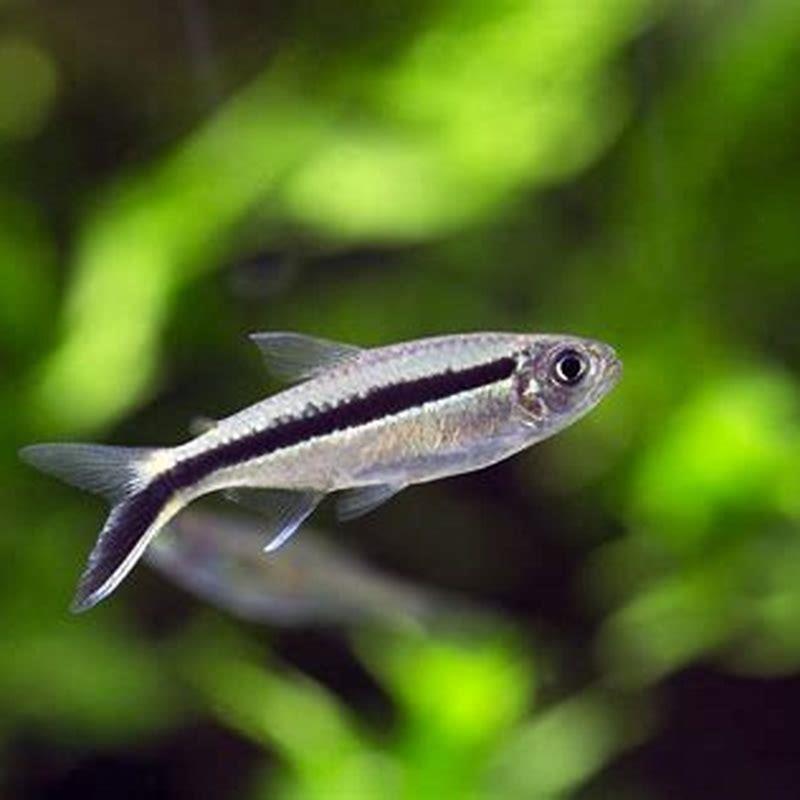 Do penguin tetra eat other fish?