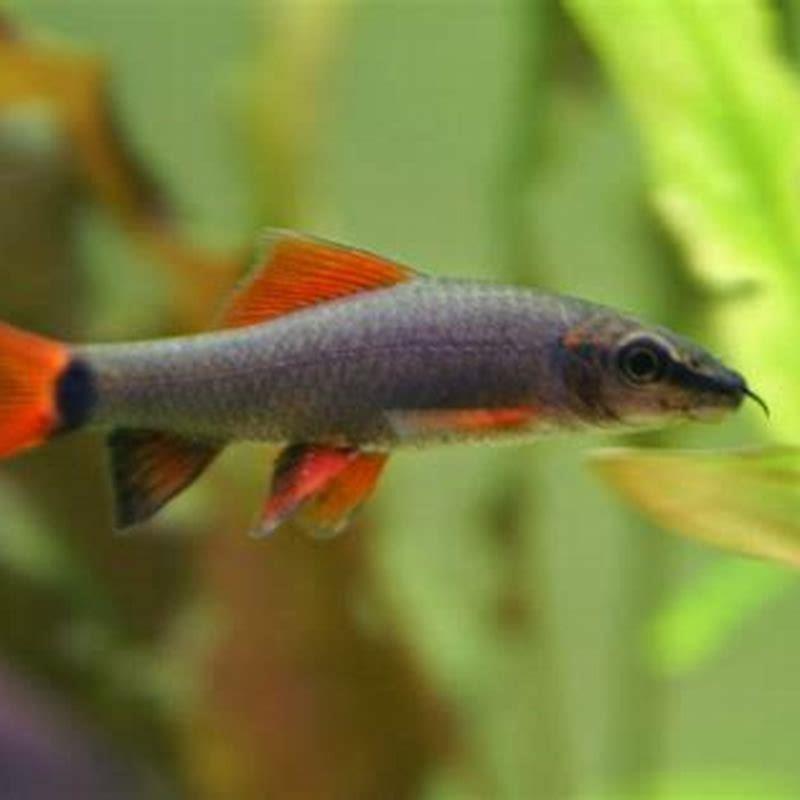 Do rainbow sharks need other fish?