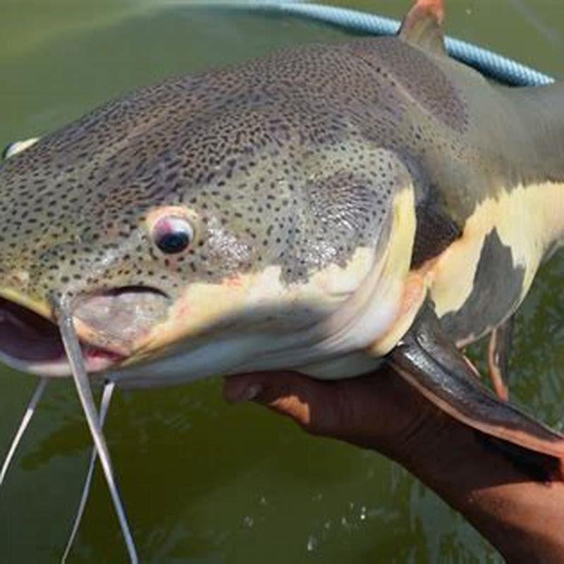 Do red tail catfish get lonely?