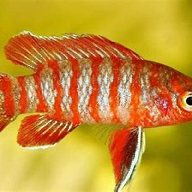 Do Scarlet Badis need to be in groups?