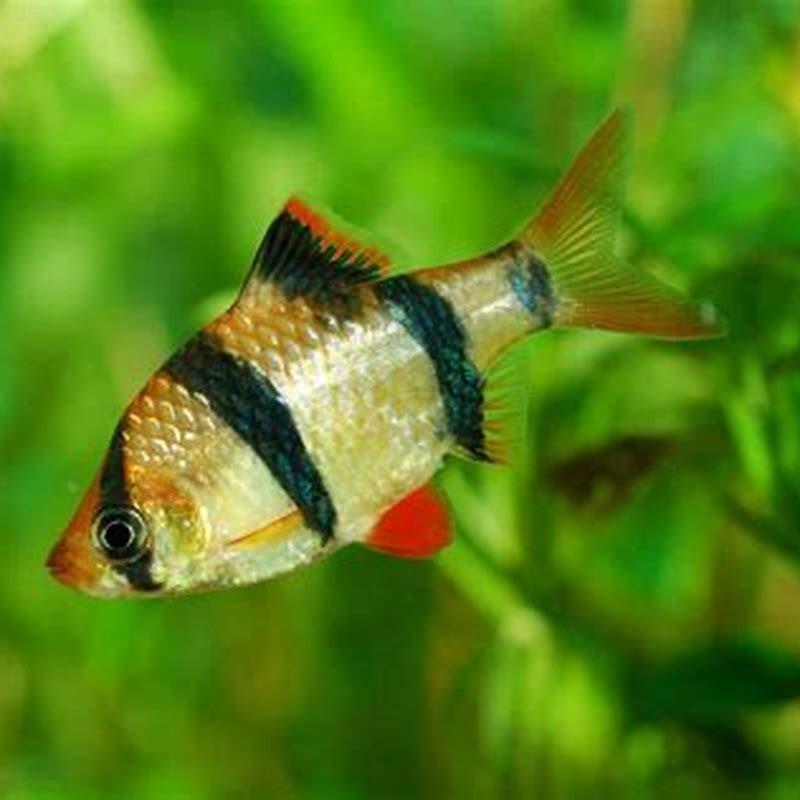 Do tiger fish eat algae?