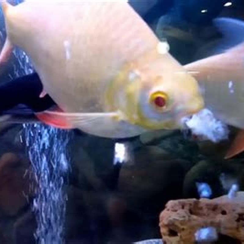 Do Tinfoil Barbs Eat Other Fish DIY Seattle do-tinfoil-barbs-eat-other-fish-diy-seattle