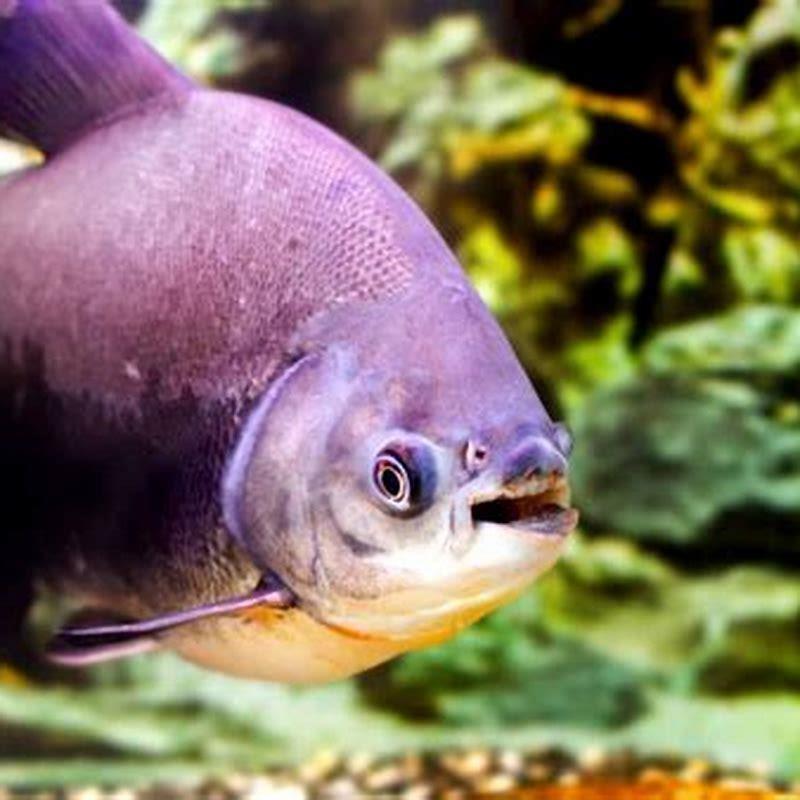 Does pacu eat other fish?