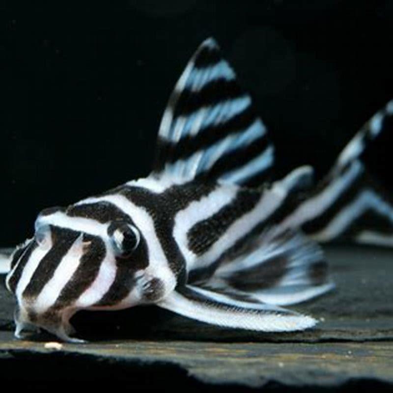 Does Zebra Pleco need driftwood?