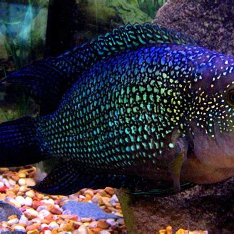 How aggressive are Jack Dempsey cichlids?