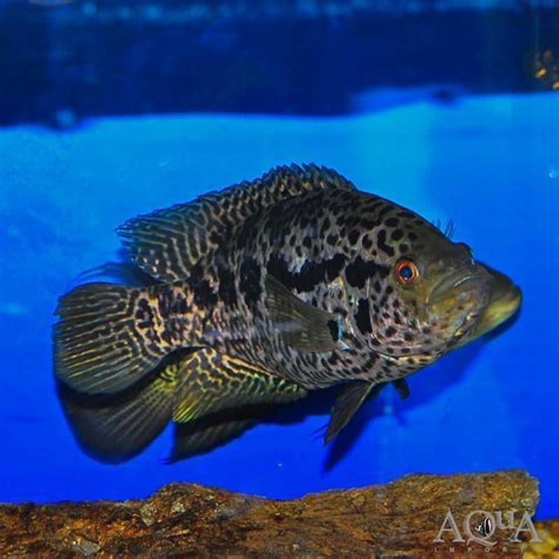 How aggressive are Jaguar cichlids?