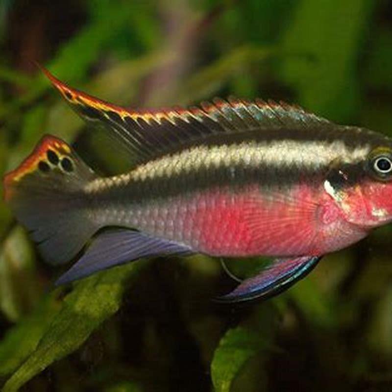 How aggressive are Kribensis?