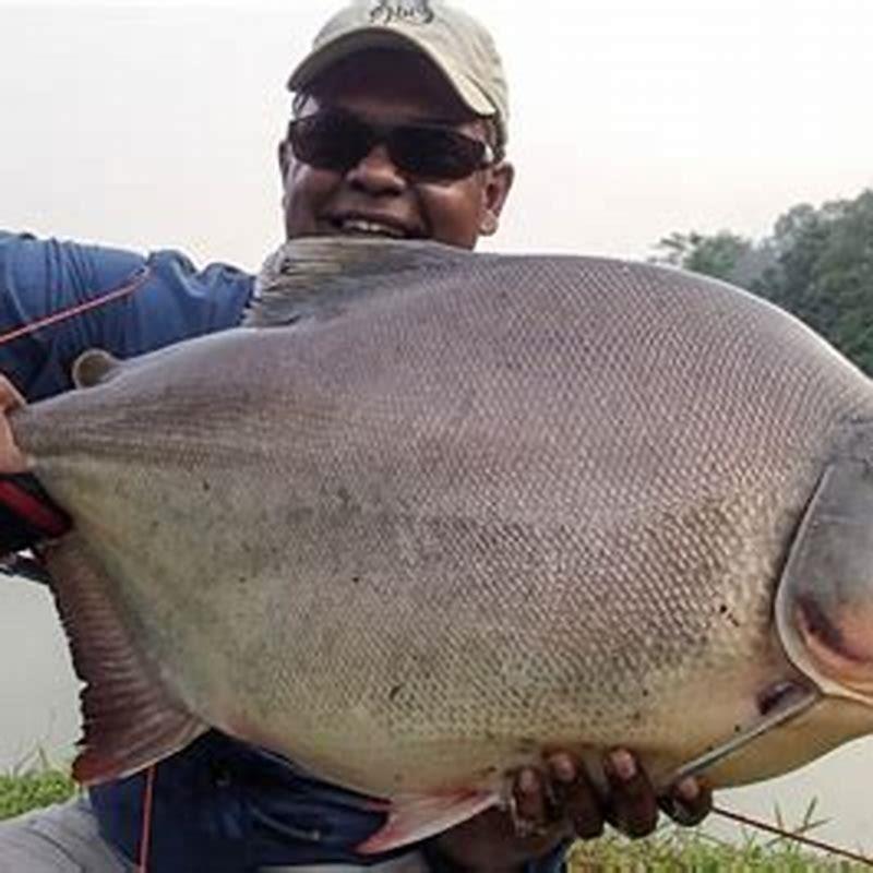 how-big-can-pacu-fish-get-diy-seattle