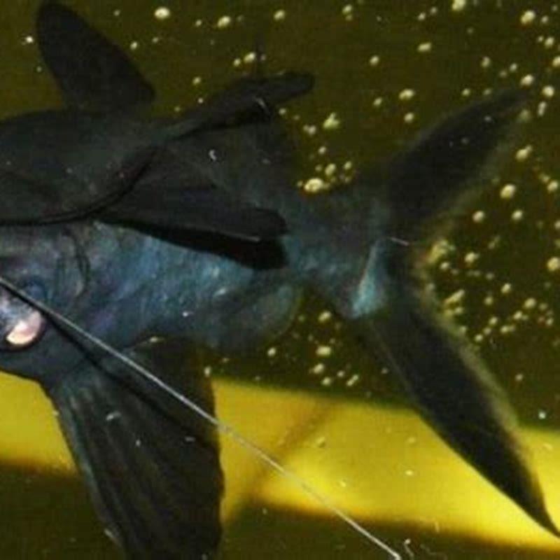 How big do black upside-down catfish get?