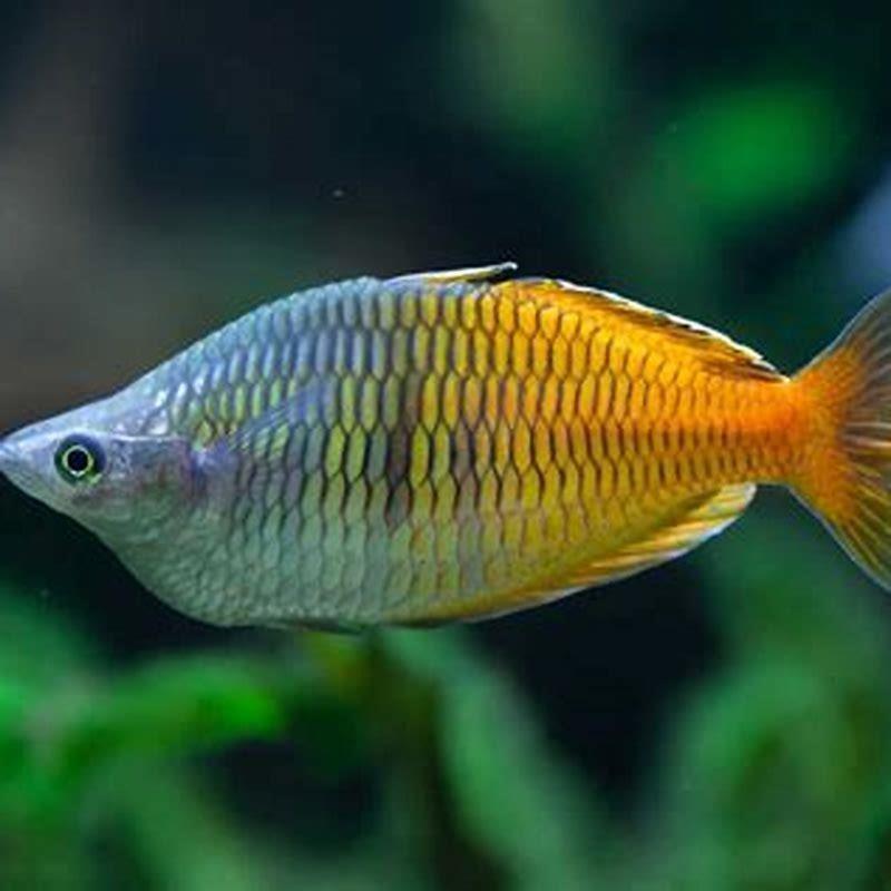 How big do Boesemani rainbowfish get? - DIY Seattle