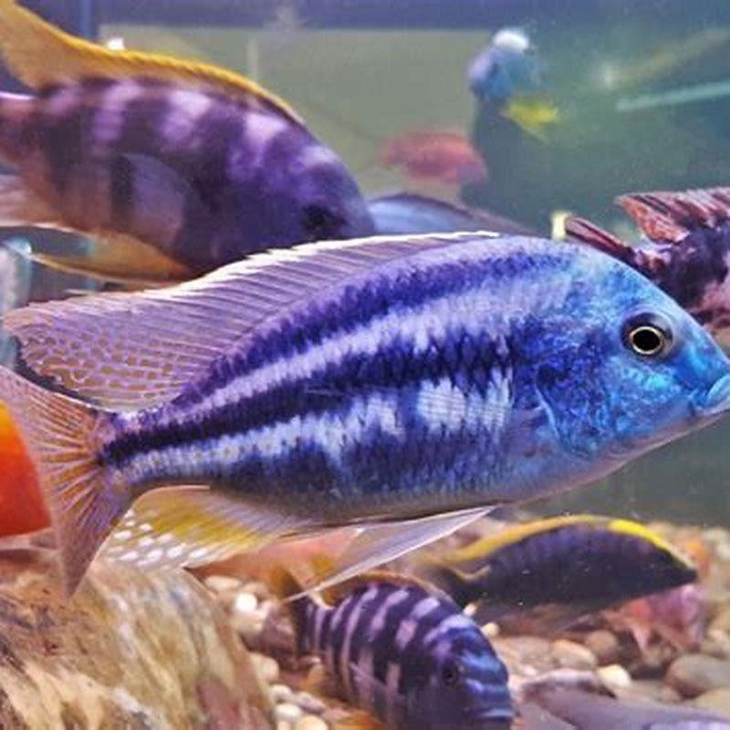 How big do cichlids get?