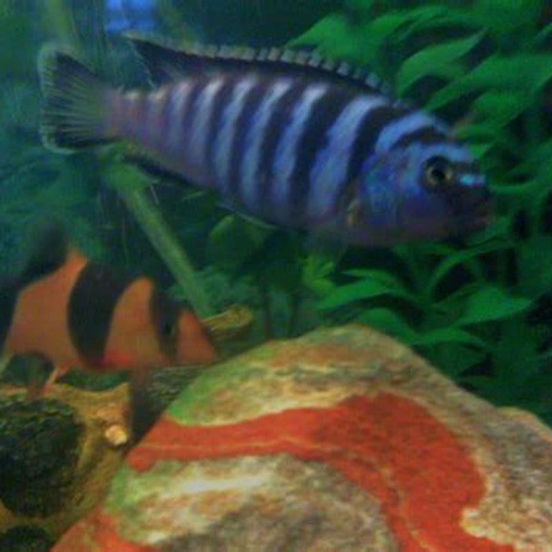 How big do Demasoni cichlids get?