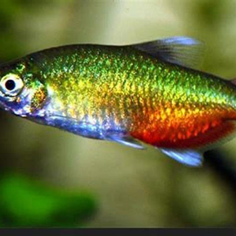 How big do green fire tetras get?