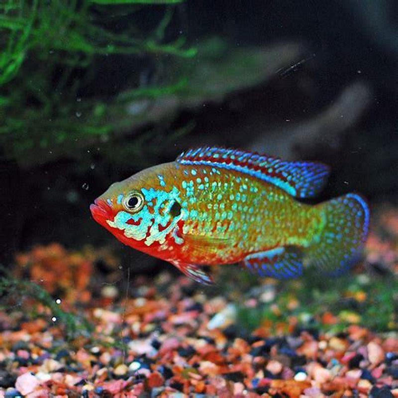 How big do jewel cichlids get?