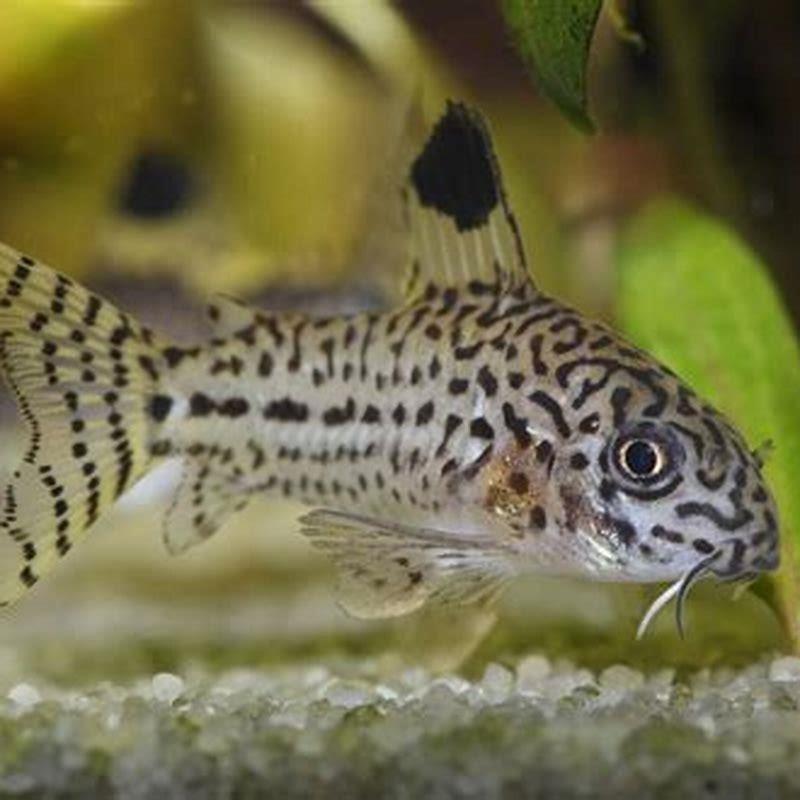 How big do julii corys grow?