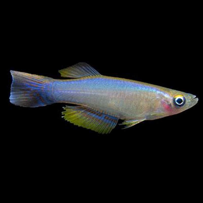 How big do Lampeye killifish get?
