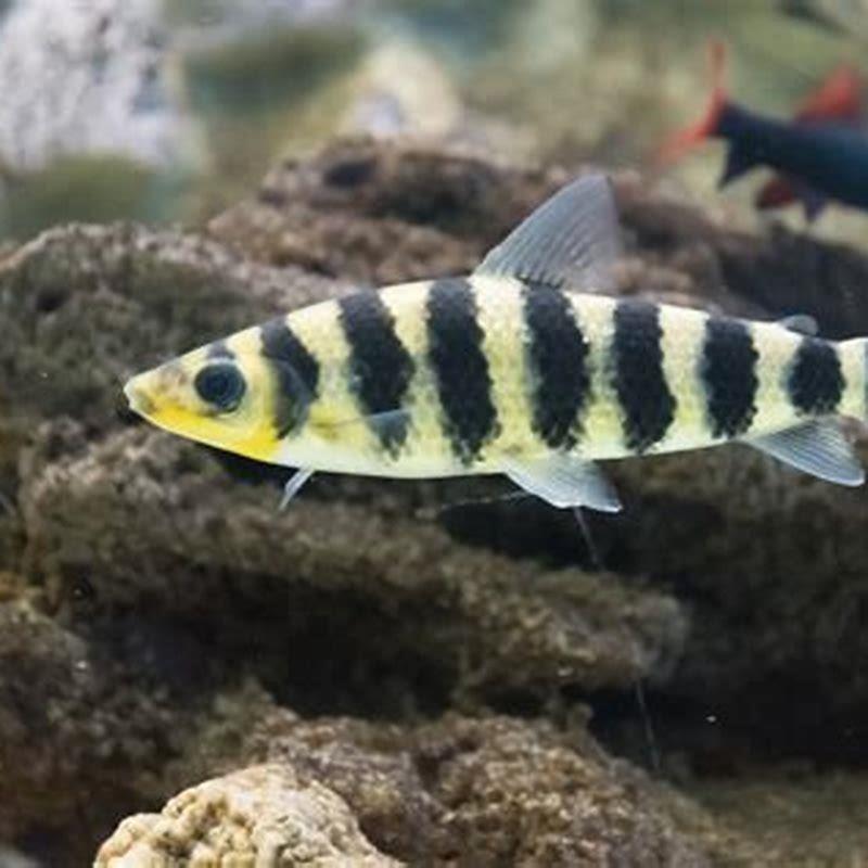 How big do Leporinus get?