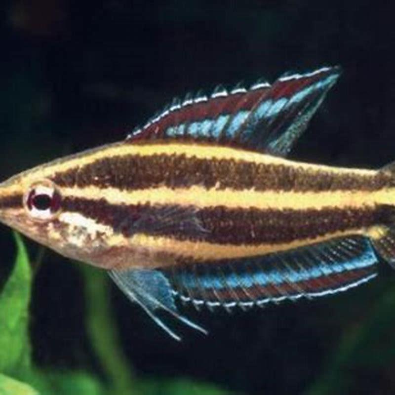 How big do Licorice Gouramis get?