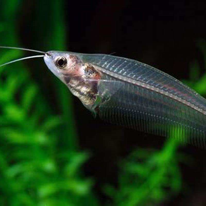 How Big Do Pencilfish Get DIY Seattle