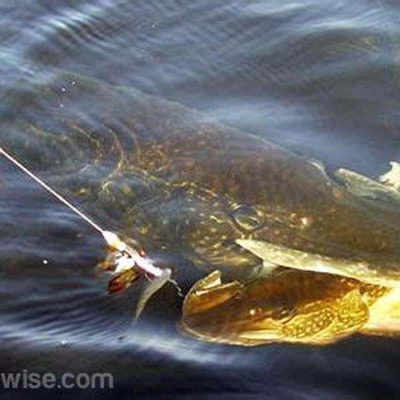 How big do pike get in captivity?