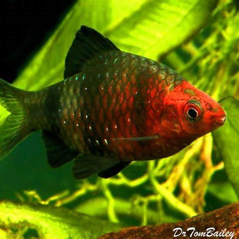 How big do ruby barbs get?