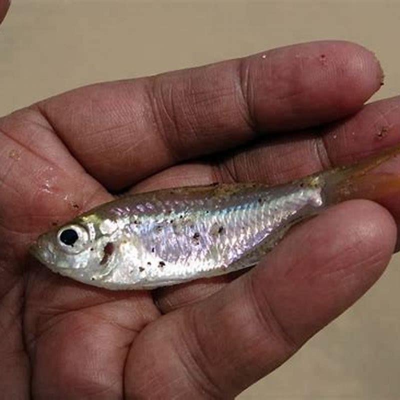 How big do shiner minnows get?