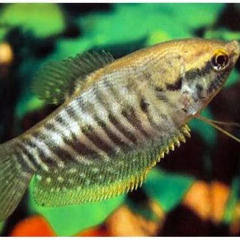 How big do snakeskin gouramis get?