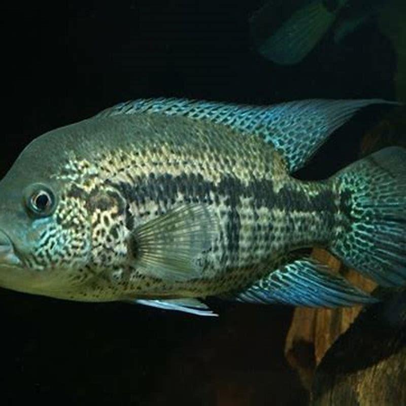 How big do wolf cichlids get?