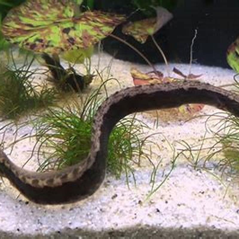 How big do zig zag eels get?