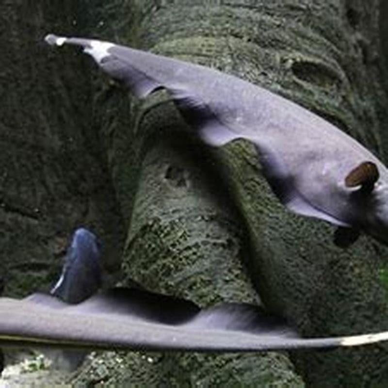 How big does a black ghost knife fish grow?