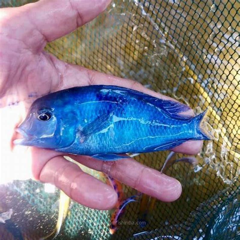 How big does a Blue Dolphin Cichlid get?