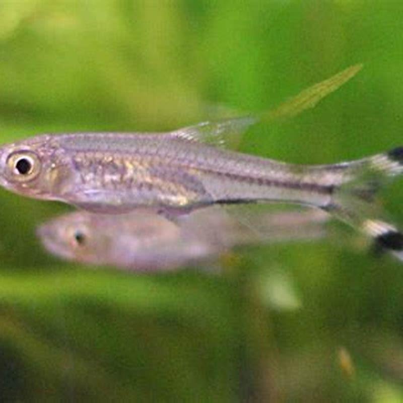 How big does a scissortail rasbora get?