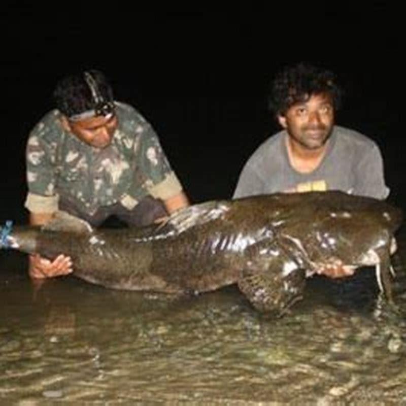 How big does a talking catfish get?