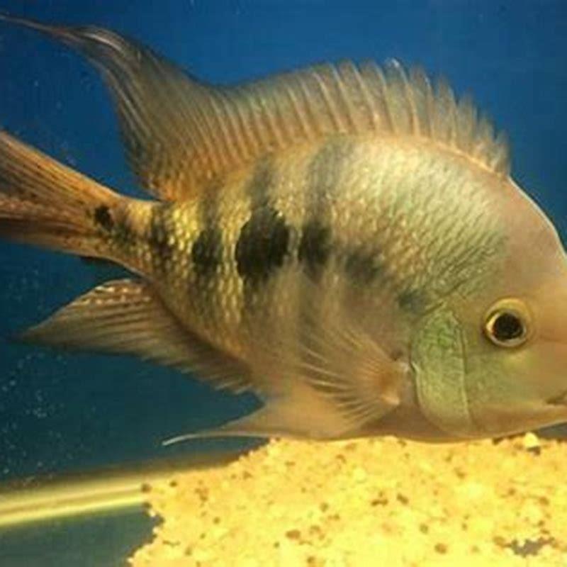 How big does the T-bar cichlid get?