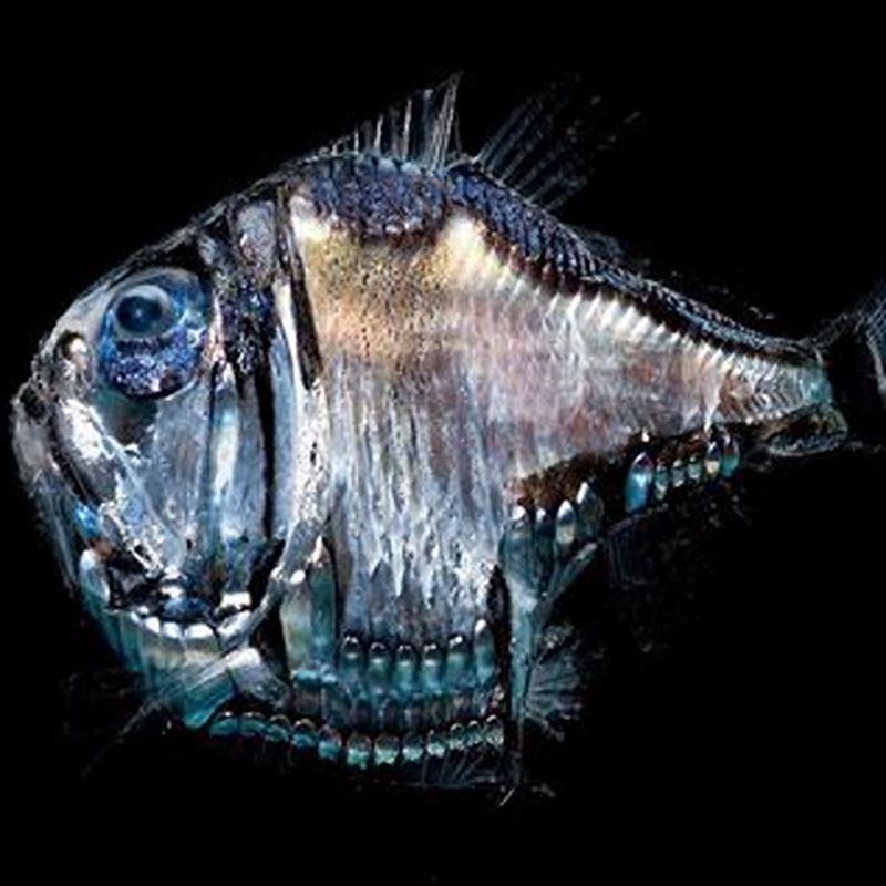 Hatb Fish How big is a hatchet fish? - DIY Seattle