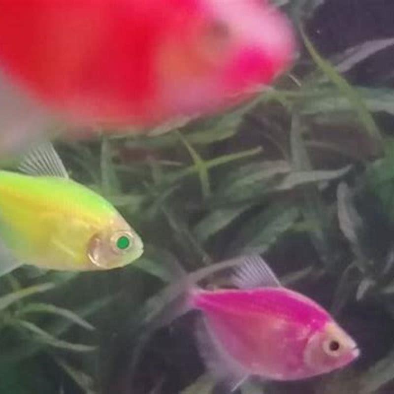 How can you tell if a rosy tetra is pregnant?