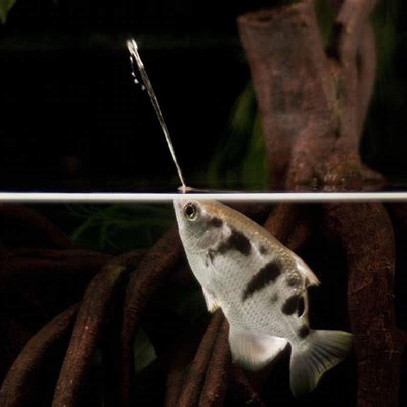How do I care for my Archerfish?