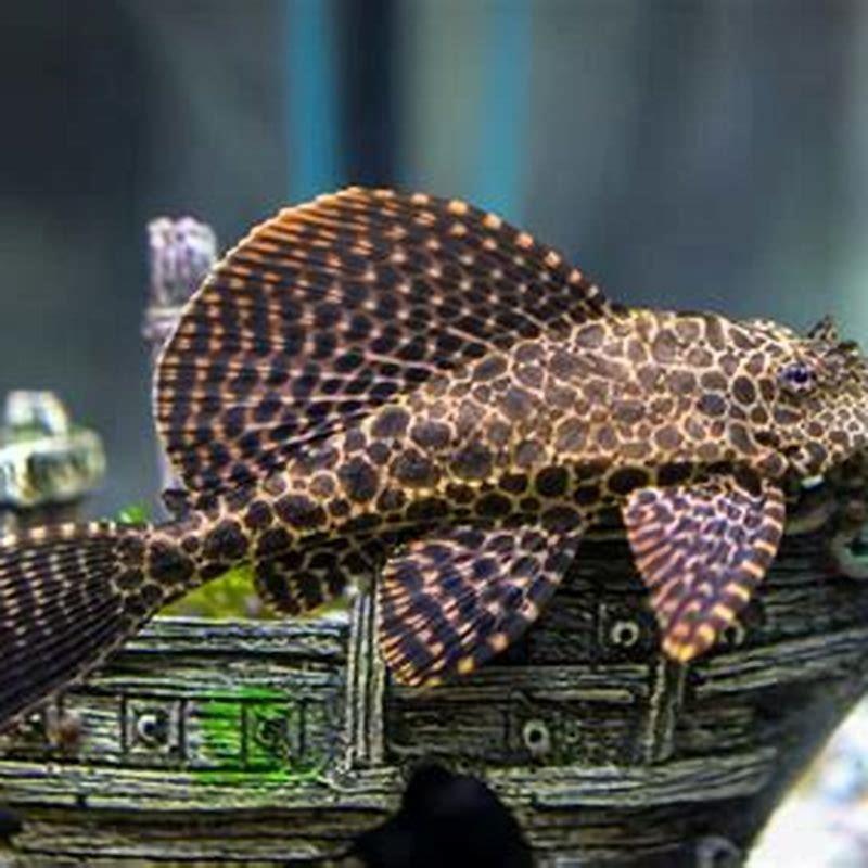 How do I identify a Bristlenose pleco?