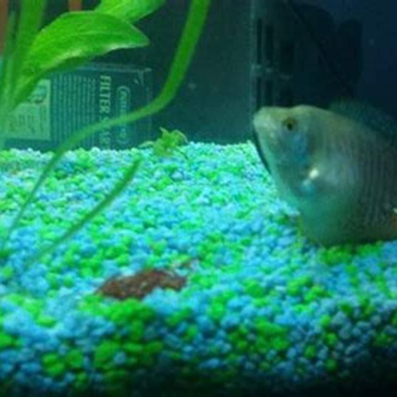 how-do-i-know-if-my-paradise-fish-is-pregnant-diy-seattle