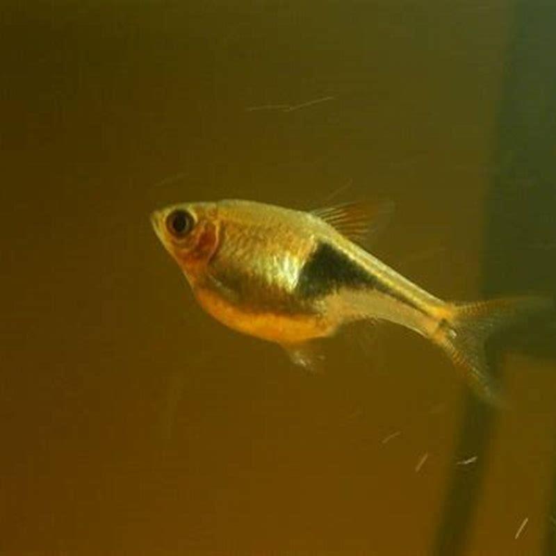 how-do-i-know-if-my-rasbora-is-pregnant-diy-seattle