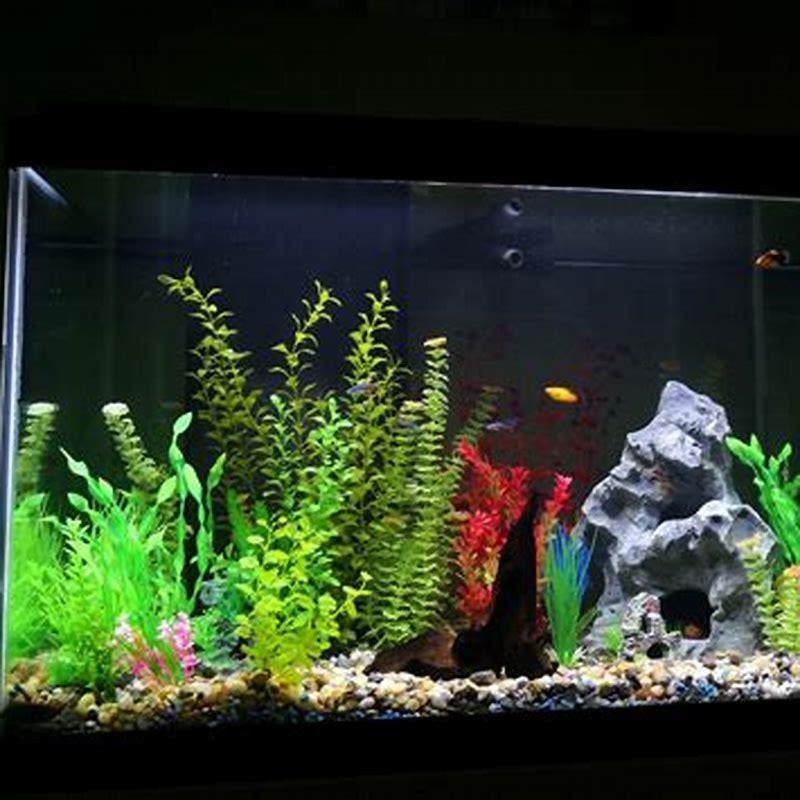 How do I know if my Siamese algae eater is real?