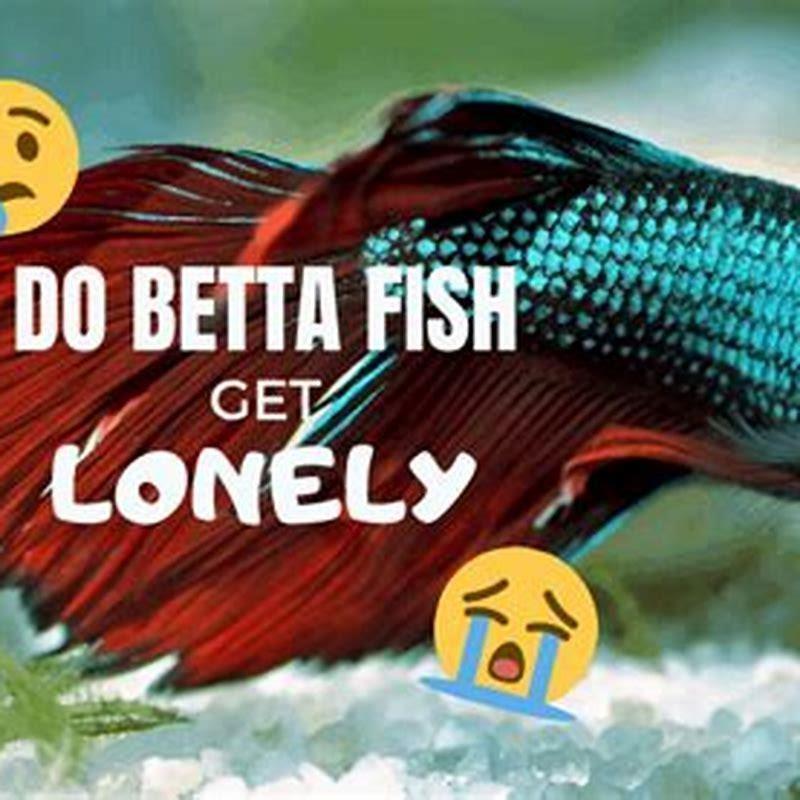 How do I make my aquarium fish happy?