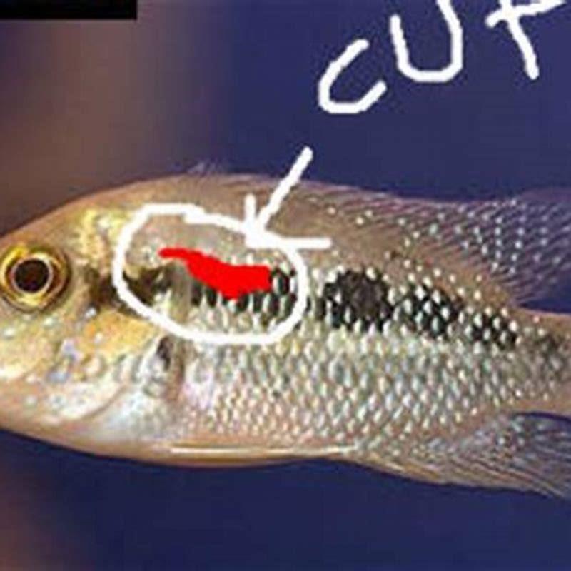 How do I make my convict cichlids less aggressive?