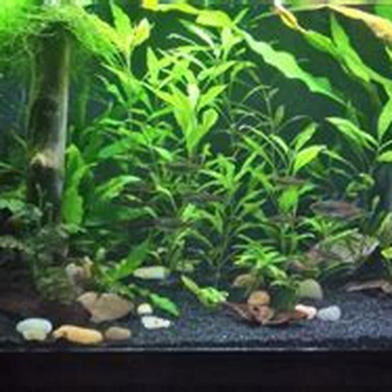 How do I stop my tetras from nipping?
